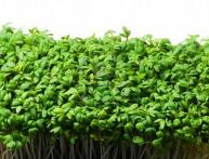 Кресс-салат