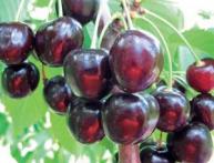 Спелые ягоды черешни Ипуть