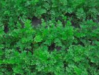 Грядка петрушки