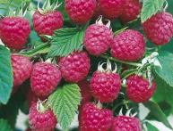 Ремонтантная малина