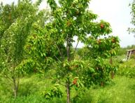 Дерево черешни