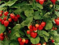 Куст земляники