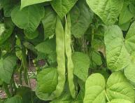 стручковая фасоль