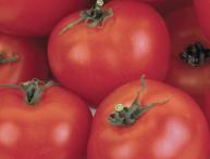 томат Никола