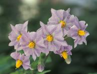 цветки картофеля