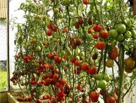 томаты в теплице