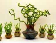 бамбук счастья