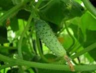 огурцы в грунт