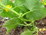 Пасынкование огурцов