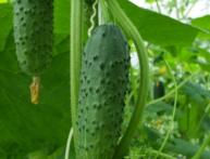 Семена самоопыляющихся огурцов