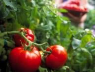 Томаты
