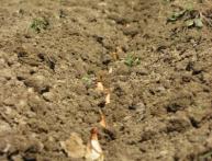 Посадка лука