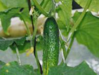 Как правильно прищипывать огурцы