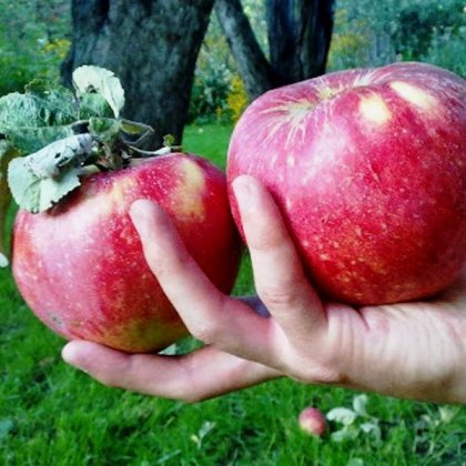 Урожайность яблони Апорт