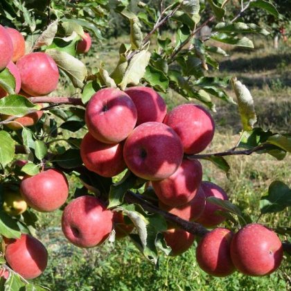 Урожайность яблони