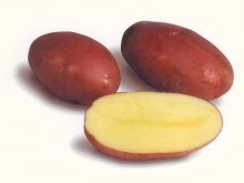 картофель Розара