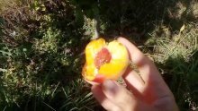 плоды персика