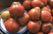 томат японский трюфель красный отзывы