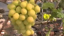 виноградные грозди
