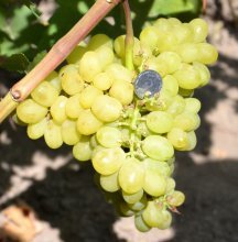 виноград валек преимущества сорта
