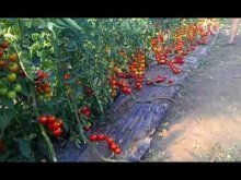 томаты на мульчирующей пленке