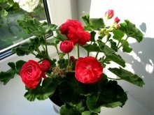 пеларгония Пак вива розита