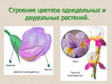 цветок двудольного растения и однодольного