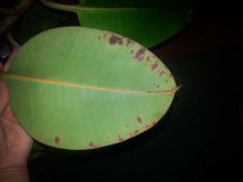 коричневые пятна на листьях фикуса