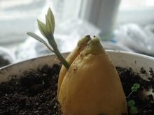 как проращивать авокадо
