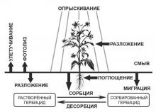 механизм действия гербицида