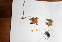 размножение виалки комнатной семенами