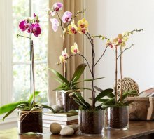 орхидеи любят хорошее освещение