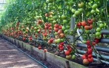томаты, семена овощей