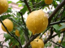 опрыскивание лимона