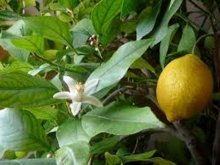 полив лимона во время цветения