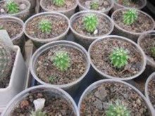 размножение кактусов детками