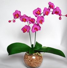 орхидея фаленопсис цветение