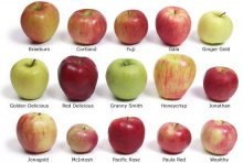 популярные сорта яблок