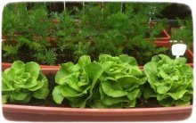  вырастить салат на подоконнике