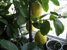 урожайность лимона