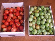 дозревание томатов в домашних ксловиях