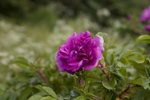 бывают ли фиолетовые розы