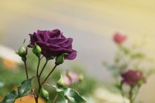 фиолетовая роза в саду