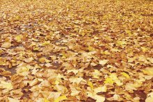 осень - время закладывания уомпоста из листьев