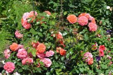 лучшие сорта садовых роз