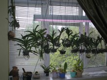 выращивание орхидеи