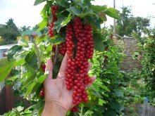 крупные ягоды красной смородины