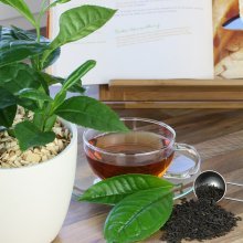 возможно ли выращивание чая в домашних условиях