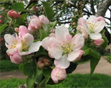 цветение яблони