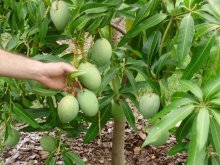 плодоношение манго